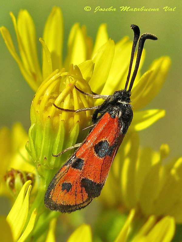 Zygaena hilaris - Zygaenidae